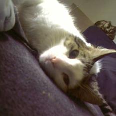 Blanding af racer Malou