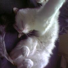 Blanding af racer Malou