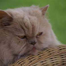 Perser gismi cannabinola