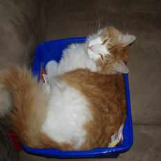 Blanding af racer Laban