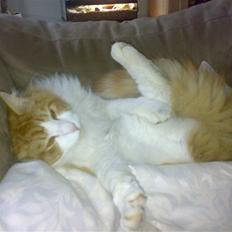 Blanding af racer Laban