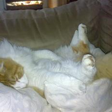 Blanding af racer Laban