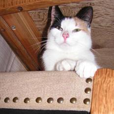 Huskat Sille (Himmelkat)