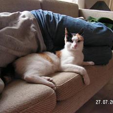 Huskat Sille (Himmelkat)