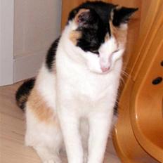 Huskat Sille (Himmelkat)