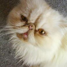 Perser Stromboli*himmelmis*