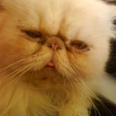 Perser Stromboli*himmelmis*