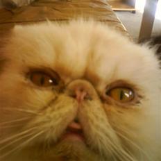 Perser Stromboli*himmelmis*