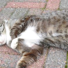 Blanding af racer Gråligkat kældes Grå Kat