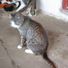 Blanding af racer Gråligkat kældes Grå Kat