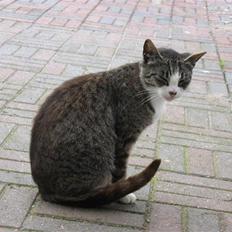 Blanding af racer Gråligkat kældes Grå Kat