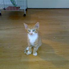 Huskat Garfield R.I.P <3