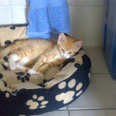 Huskat Garfield R.I.P <3