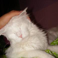 Maine Coon kafra`s white family guy