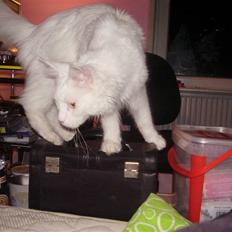 Maine Coon kafra`s white family guy