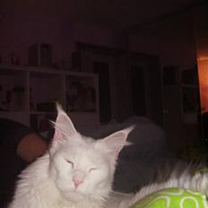 Maine Coon kafra`s white family guy