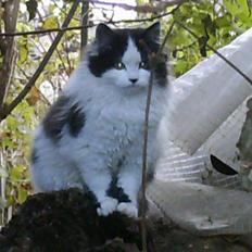 Blanding af racer Molly (Gurlig) Forsvundet