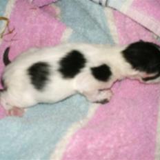 Blanding af racer Molly (Gurlig) Forsvundet