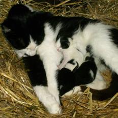 Blanding af racer Molly (Gurlig) Forsvundet