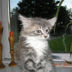 Norsk Skovkat Mambo "Flapøre" R.I.P