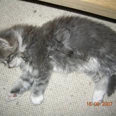 Norsk Skovkat Mambo "Flapøre" R.I.P