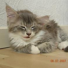 Norsk Skovkat Mambo "Flapøre" R.I.P