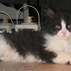 Blanding af racer Domino