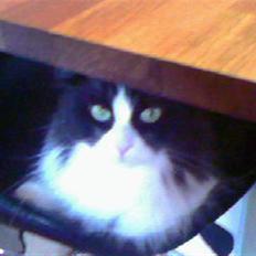 Blanding af racer Domino