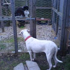 Blanding af racer Domino