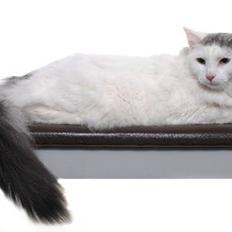 Norsk Skovkat na'zyia's Famoso Fernando