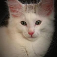 Norsk Skovkat na'zyia's Famoso Fernando