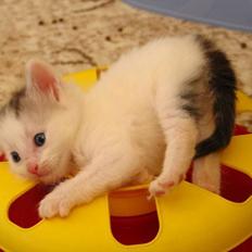 Norsk Skovkat na'zyia's Famoso Fernando