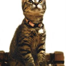 Blanding af racer Rosa