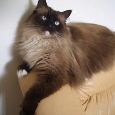 Blanding af racer Oliver *Solgt*