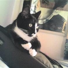 Huskat cassie og tøsen