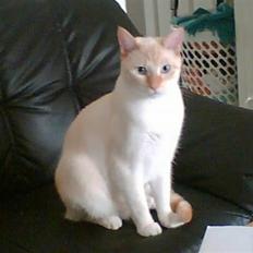 Blanding af racer william