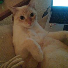 Blanding af racer william