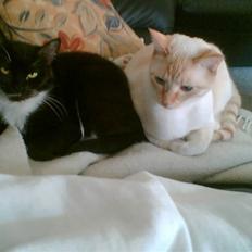 Blanding af racer william