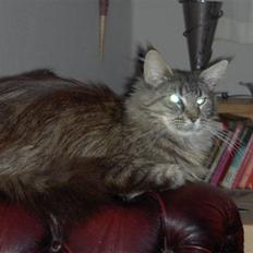 Maine Coon mana RIP