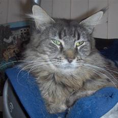 Maine Coon mana RIP