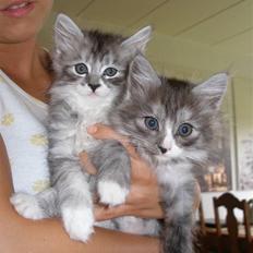 Maine Coon Noah-Maia