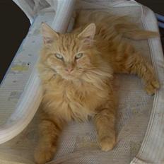 Maine Coon foxy