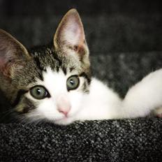 Blanding af racer Daisy