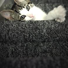 Blanding af racer Daisy