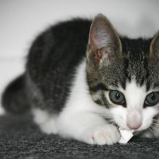 Blanding af racer Daisy