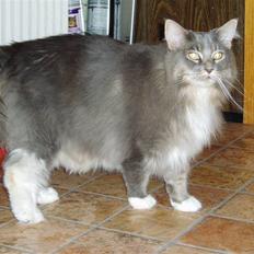 Maine Coon Chrisdahl Dexter  