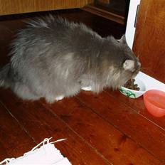 Maine Coon Chrisdahl Dexter  