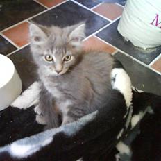 Maine Coon Miss Mini Grå (kaldt Mini