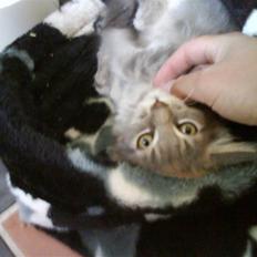 Maine Coon Miss Mini Grå (kaldt Mini