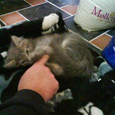 Maine Coon Miss Mini Grå (kaldt Mini